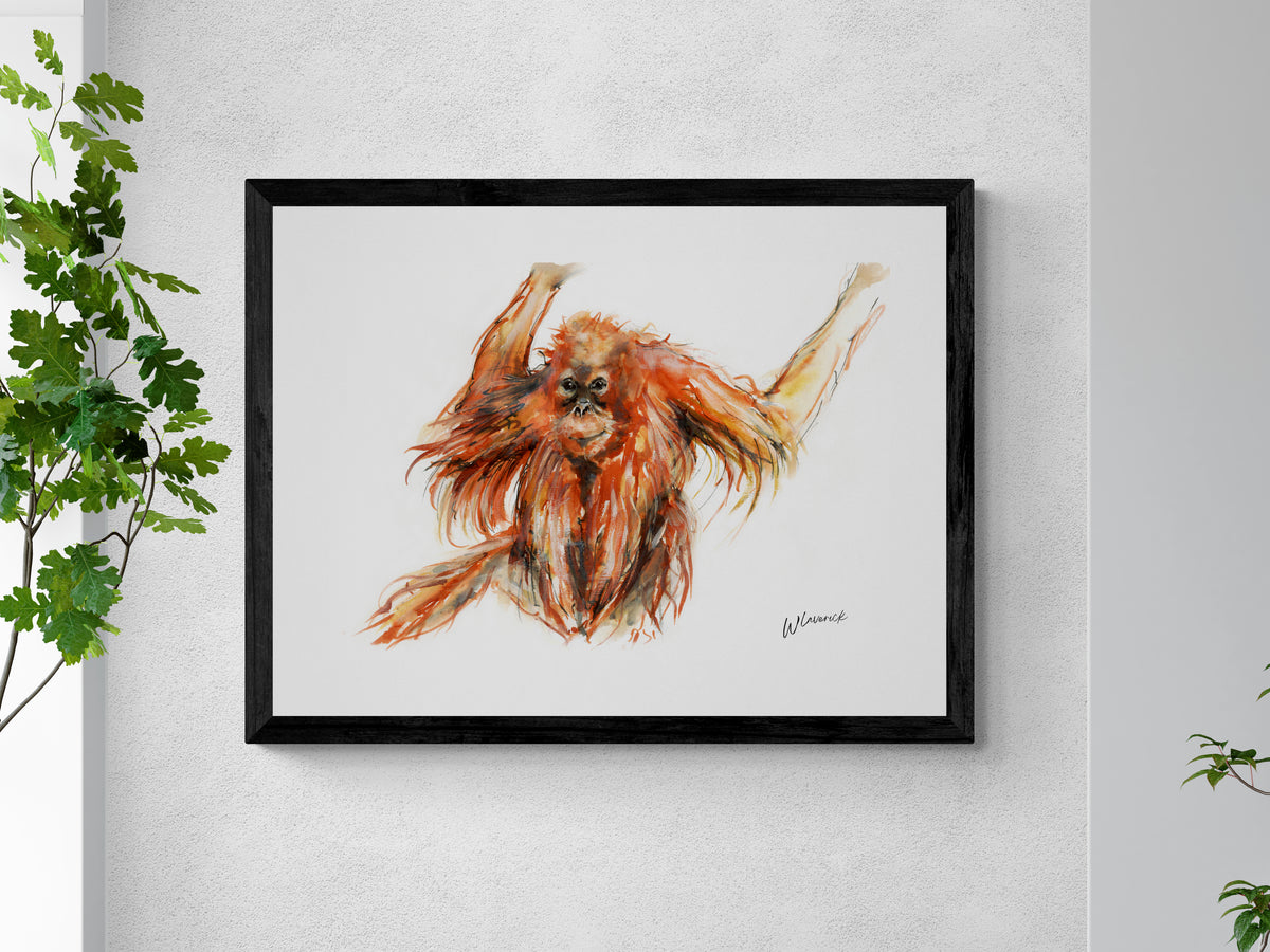 Framed Print of Eddie the Orangutan