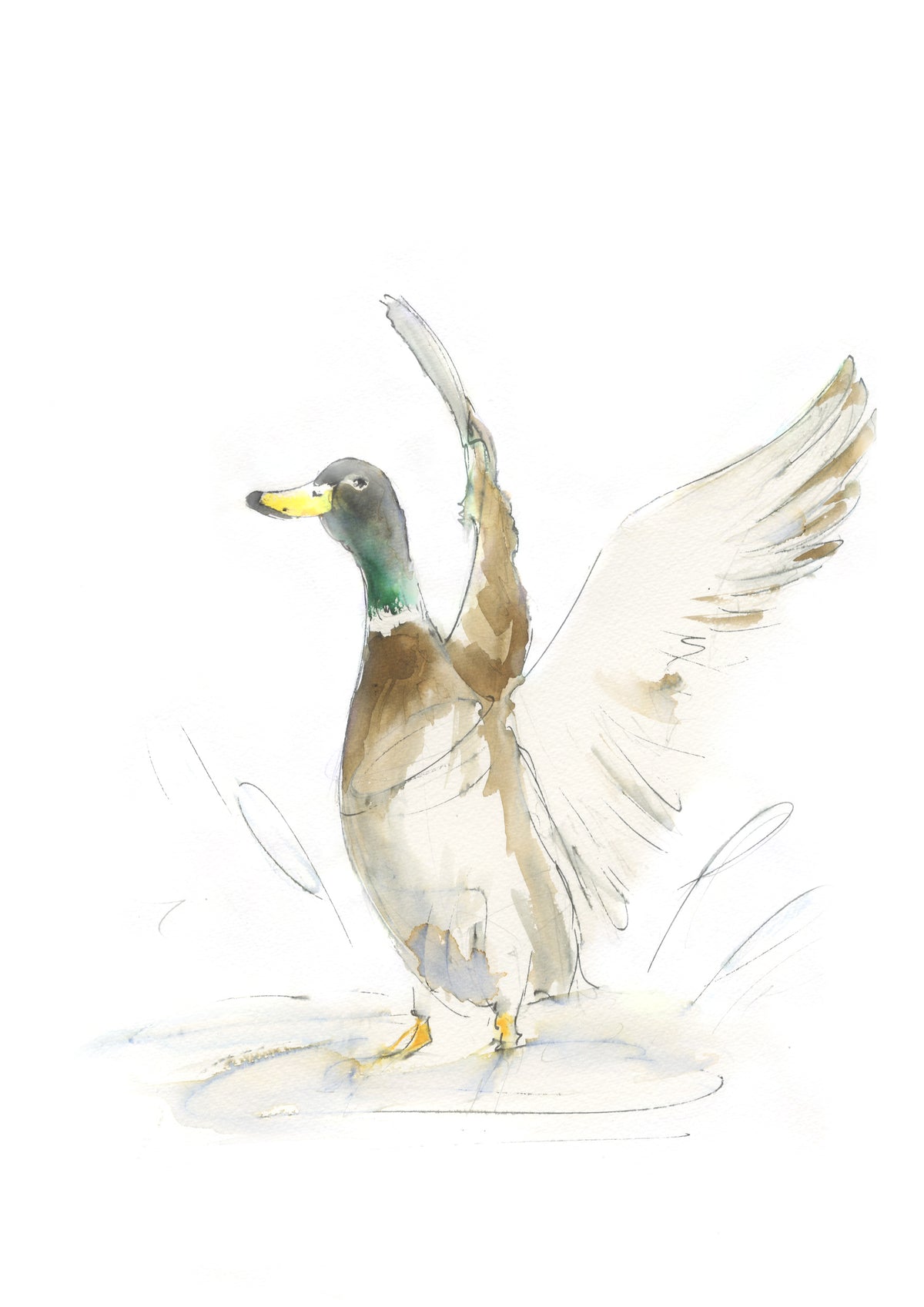 Framed Print Mallard Duck image 1