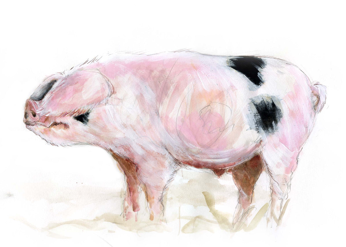 Framed Print Freddy the Gloucestershire Old Spot Pig image 1