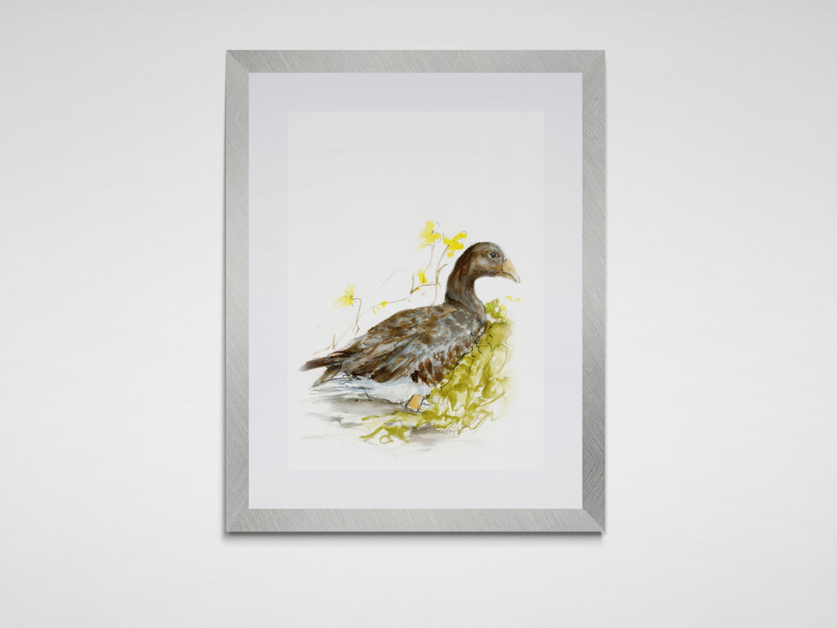 Framed Print Faye the Goose image 0