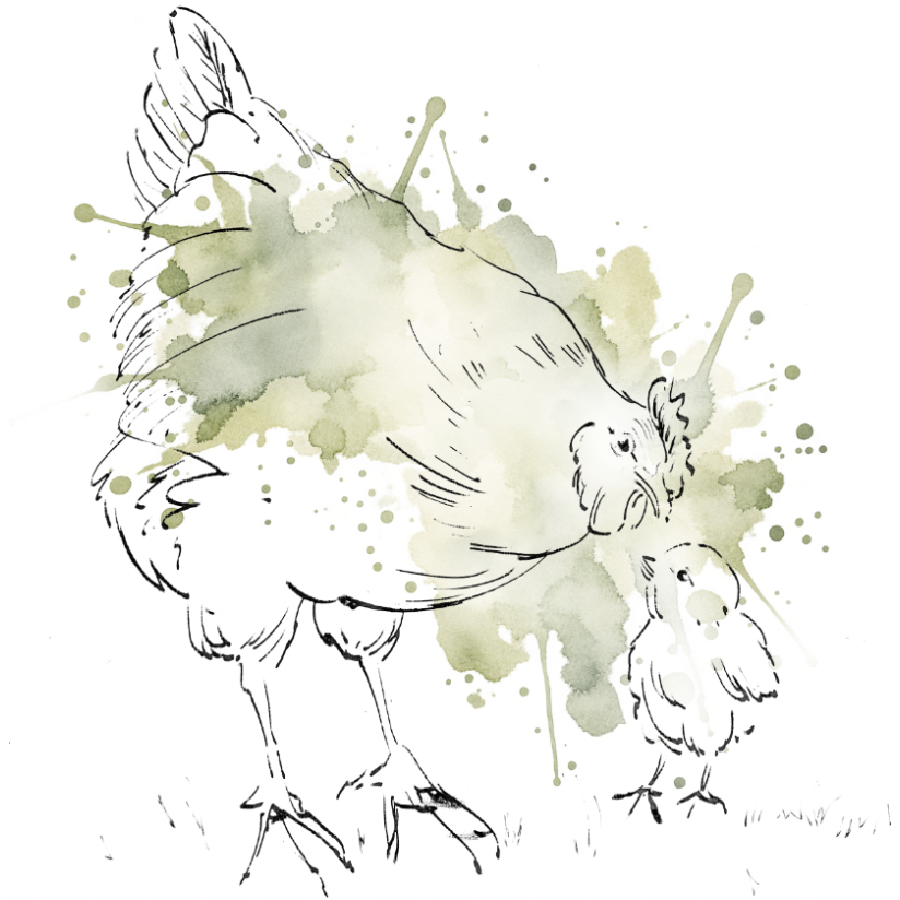 Little Chick Sage – Nursery Wall Art Print | Hen & Chick