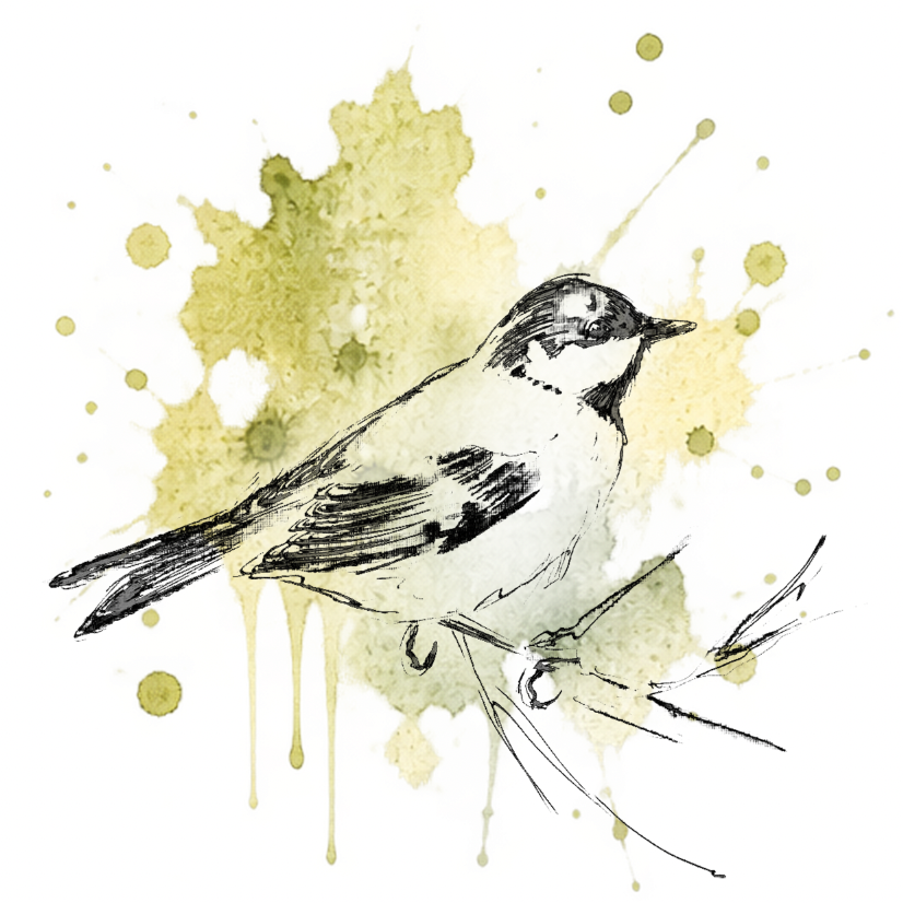 Quiet Moment – Coal Tit Fine Art Print