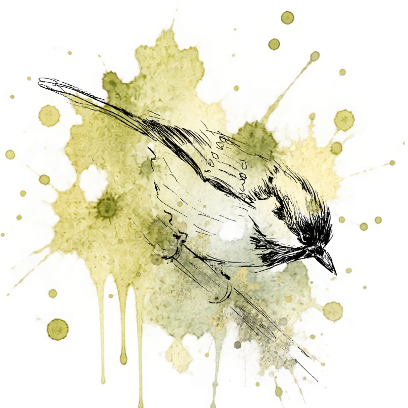 Gentle Landing – Coal Tit Fine Art Print