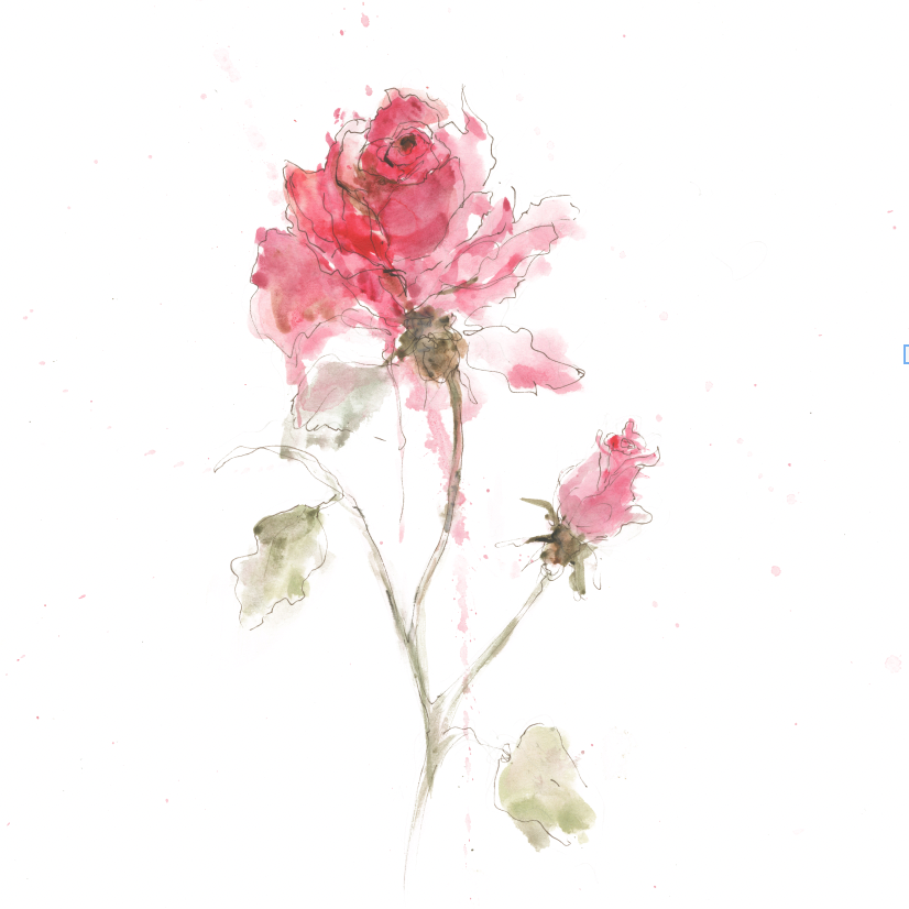 Rose – Botanical Fine Art Print