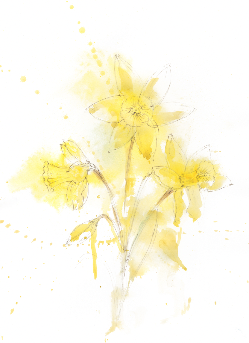 Daffodils – Botanical Fine Art Print