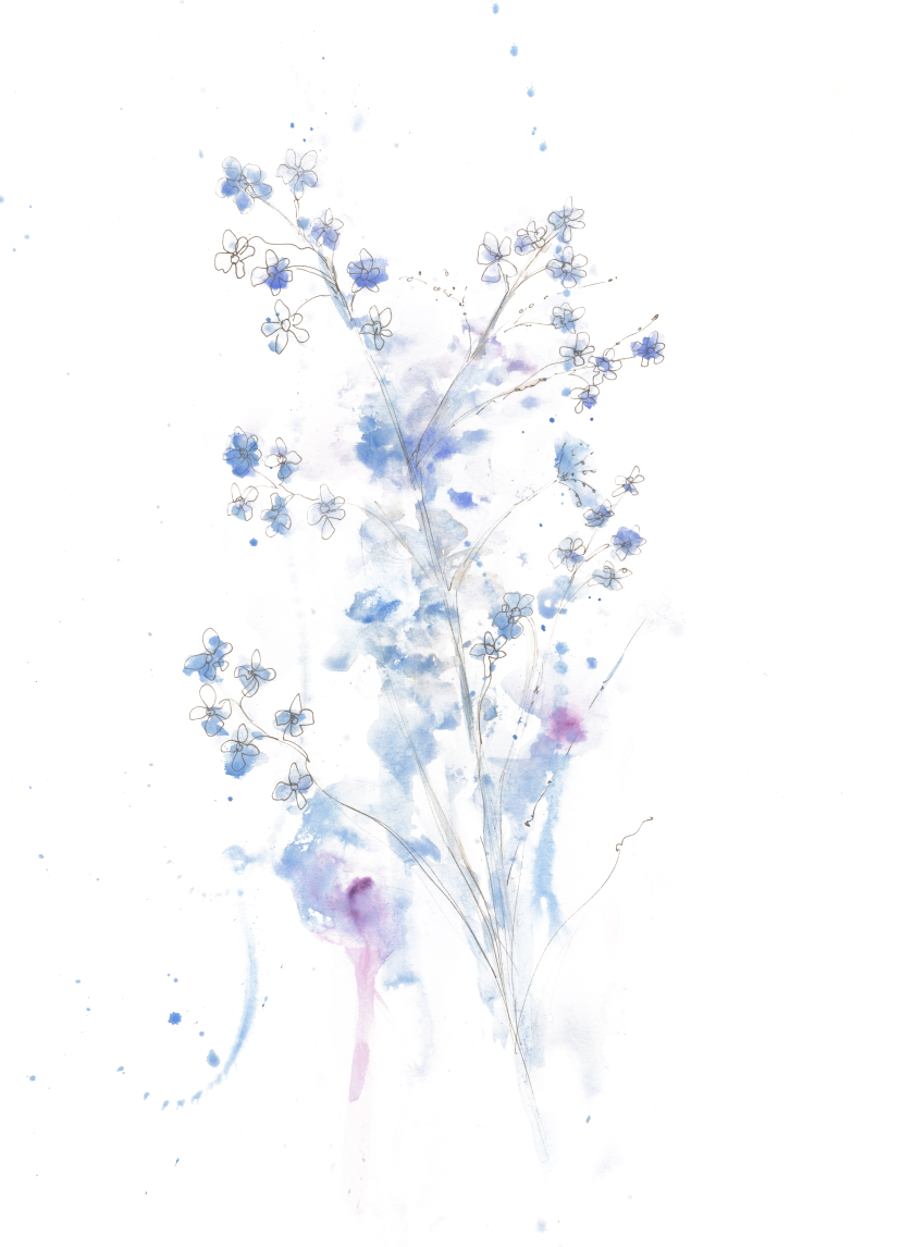 Forget-Me-Nots – Botanical Fine Art Print
