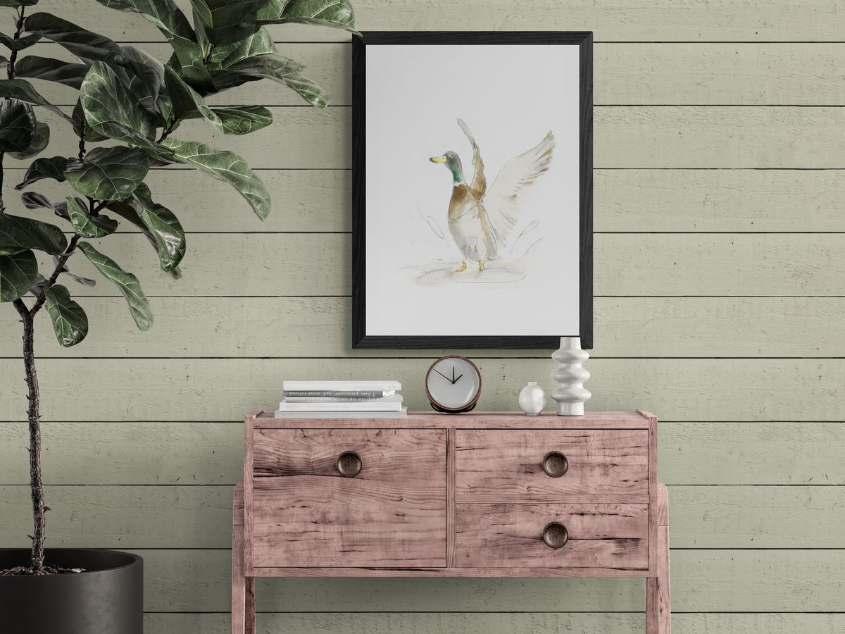 Framed Print Mallard Duck