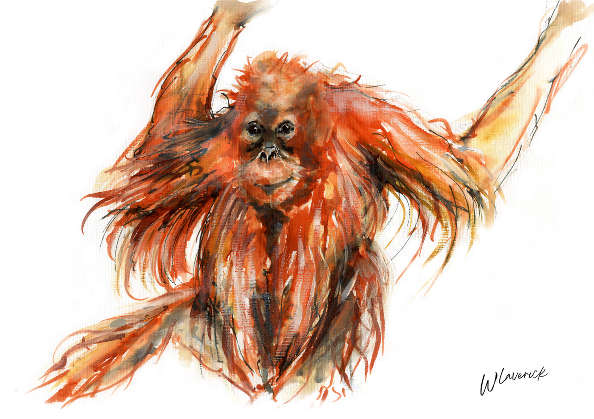 Framed Print of Eddie the Orangutan image 1