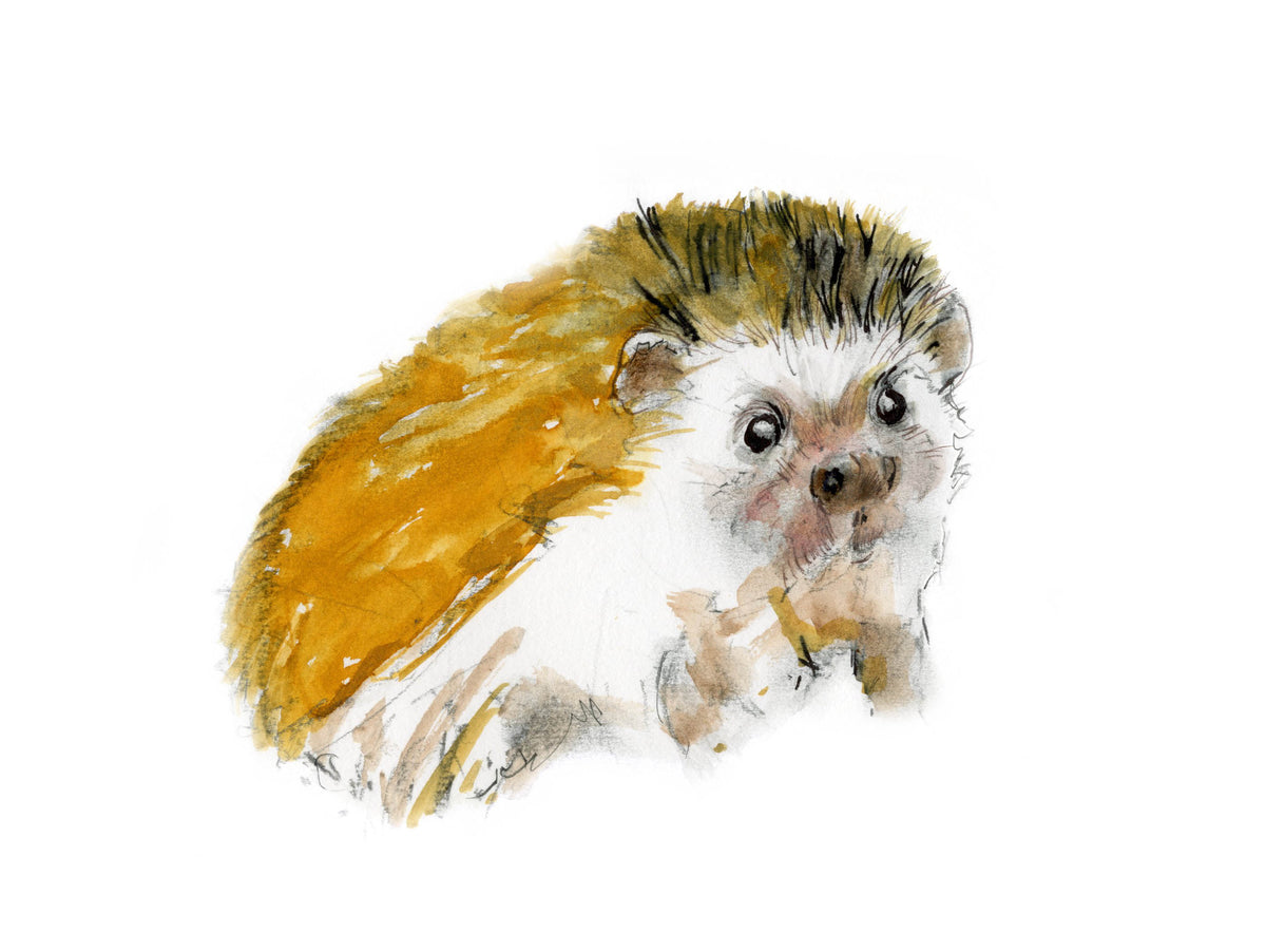 Framed Print Bailey the Hedgehog image 1