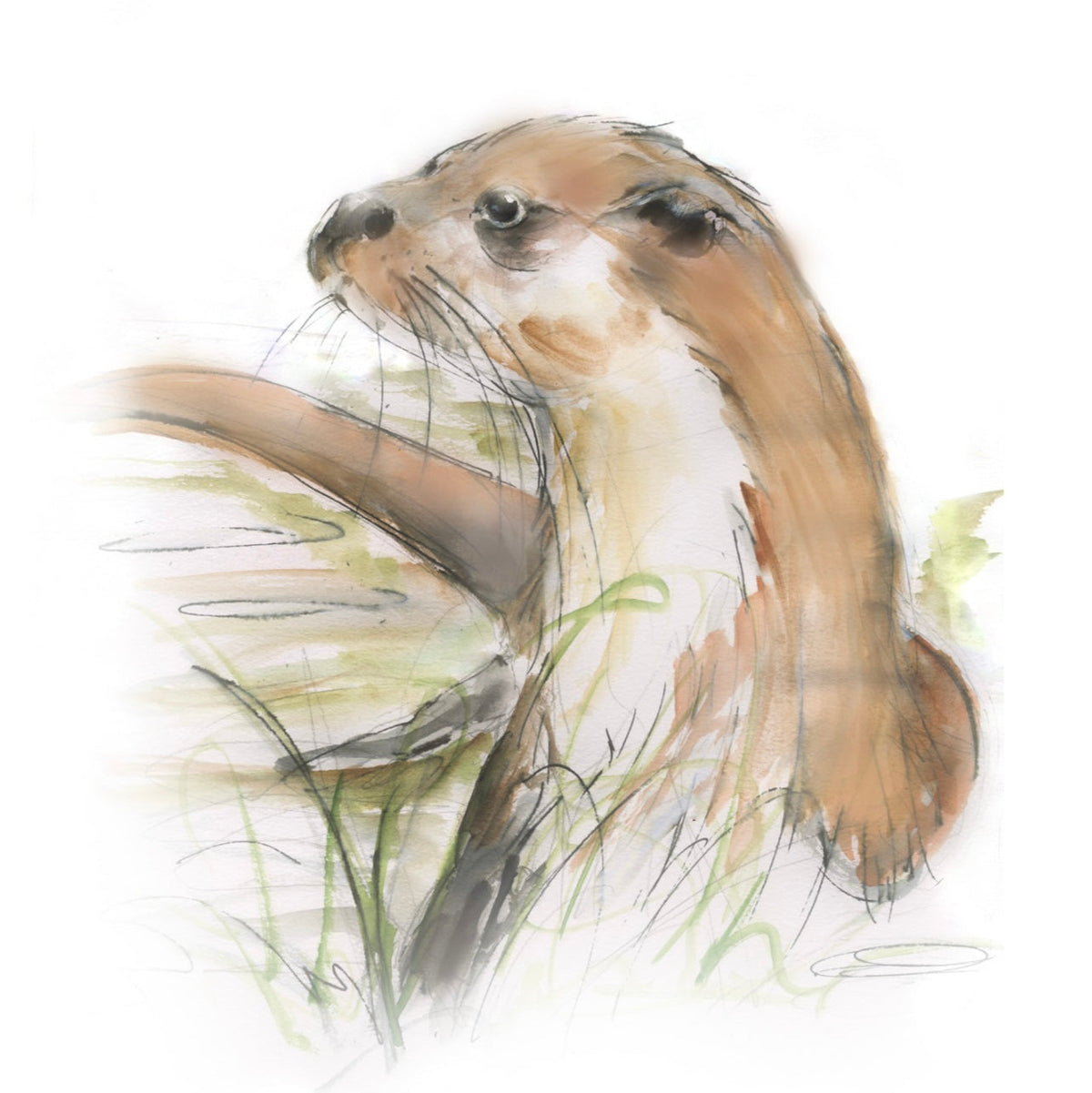Framed Print Oakley the Otter