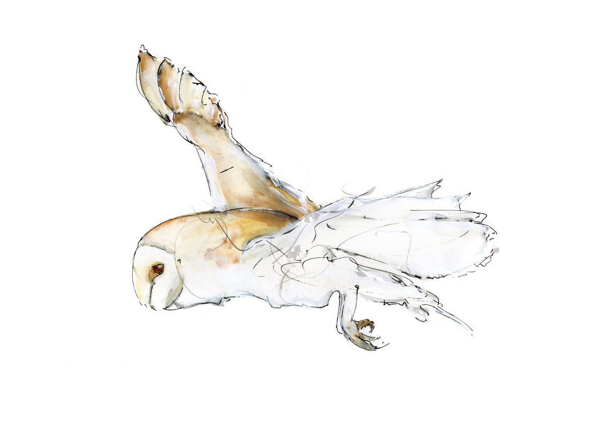 Framed Print Flight of the Barn Owl 1 image 1